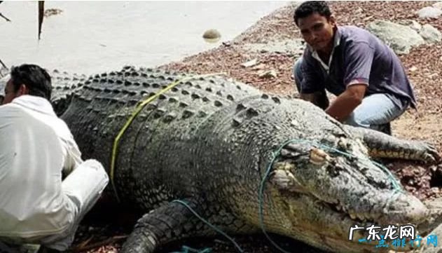 6.4米/1075公斤 世界上最大的鳄鱼Top10 食人巨鳄——洛龙
