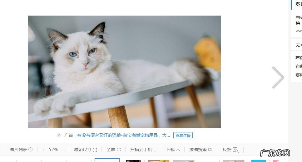 布偶最好吃什么猫粮