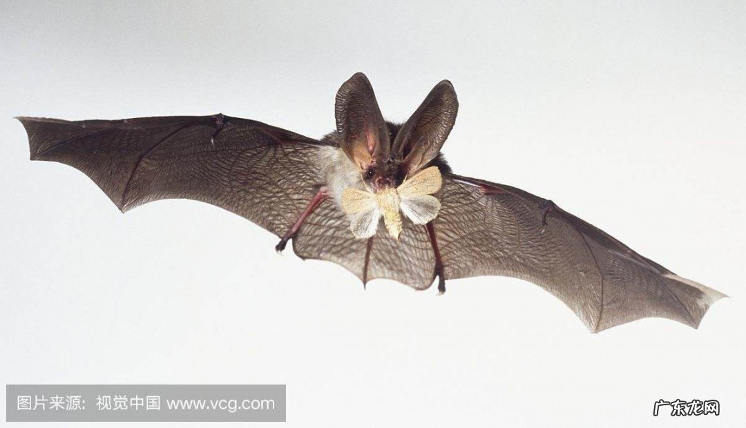 蝙蝠的特点是什么