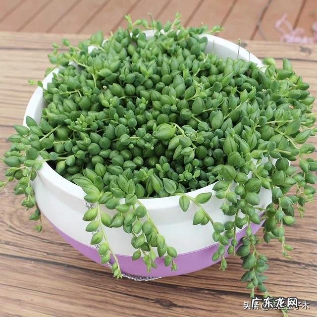 情人泪多肉要怎么养叶子才肥？