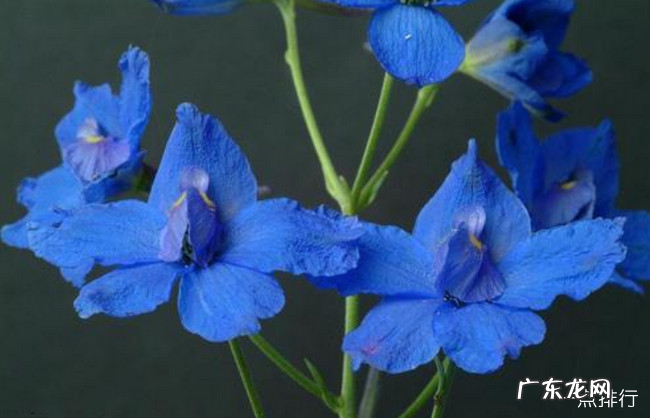 全球十大毒花排行榜 世界上最妖娆最毒的花