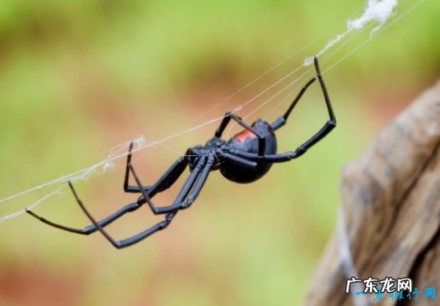世界上最毒的10种蜘蛛见到了一定要绕着走