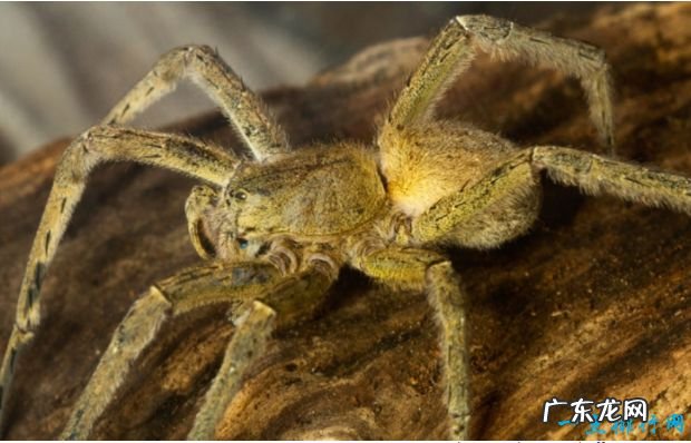 世界上最毒的10种蜘蛛见到了一定要绕着走