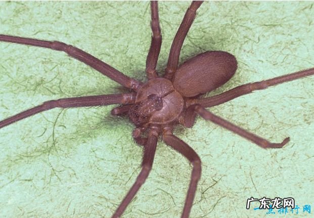 世界上最毒的10种蜘蛛见到了一定要绕着走