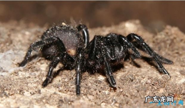 世界上最毒的10种蜘蛛见到了一定要绕着走