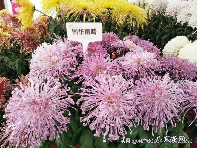 立夏养生吃什么既减肥又养生