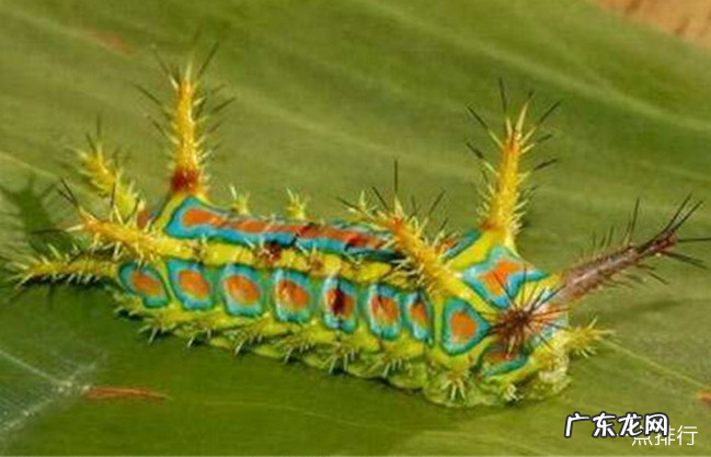 全球十大最奇怪的昆虫 长得像小蛇一样的毛毛虫你见过吗