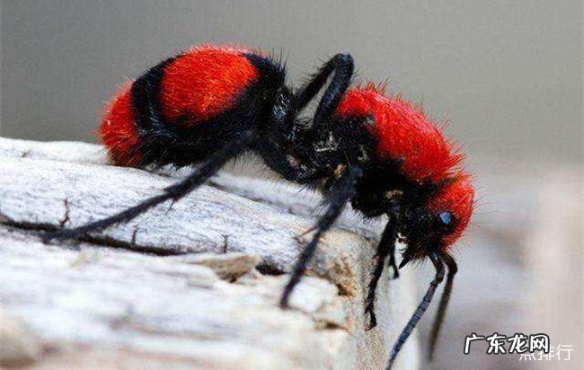 全球十大最奇怪的昆虫 长得像小蛇一样的毛毛虫你见过吗