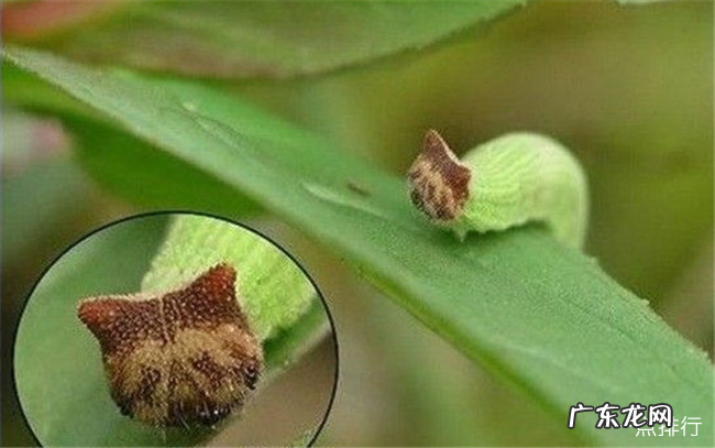 全球十大最奇怪的昆虫 长得像小蛇一样的毛毛虫你见过吗