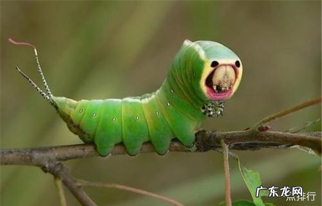 全球十大最奇怪的昆虫 长得像小蛇一样的毛毛虫你见过吗