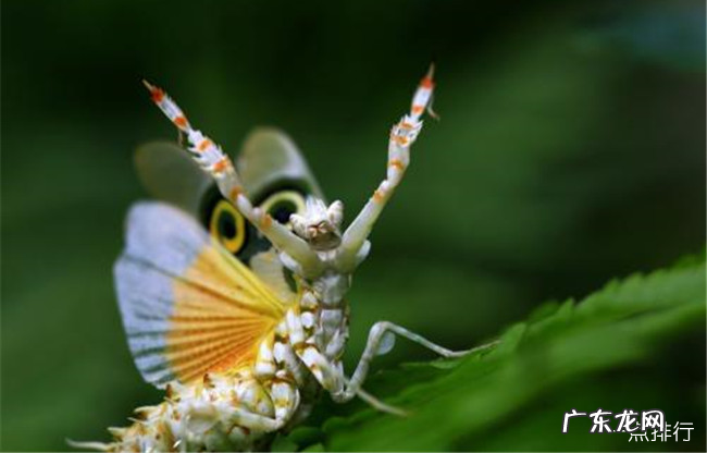 全球十大最奇怪的昆虫 长得像小蛇一样的毛毛虫你见过吗