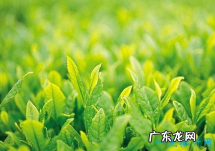 十大抗衰老食物 美容养颜良品