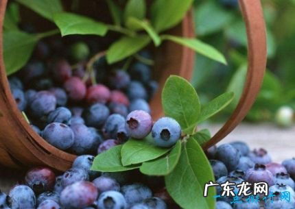 十大抗衰老食物 美容养颜良品