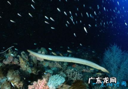 世界上最毒的蛇排名 最毒竟是它?