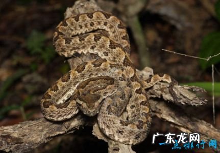 世界上最毒的蛇排名 最毒竟是它?