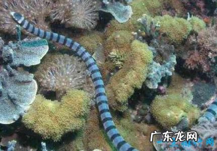 世界上最毒的蛇排名 最毒竟是它?