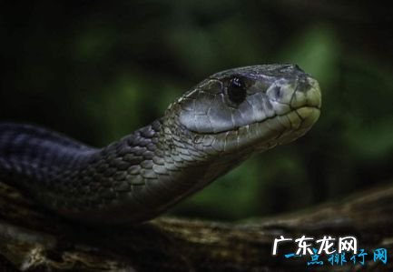 世界上最毒的蛇排名 最毒竟是它?