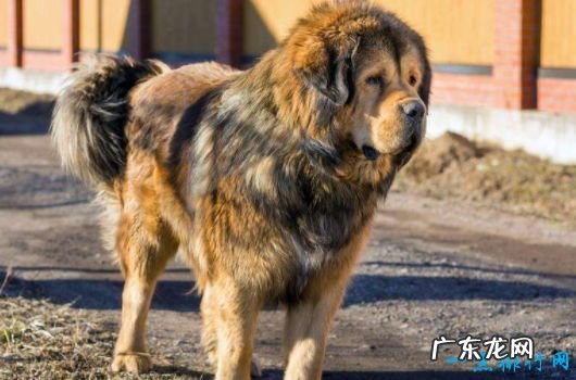 战斗力最强的狗狗排名 獒犬咬合力为556磅