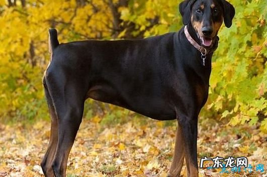 战斗力最强的狗狗排名 獒犬咬合力为556磅