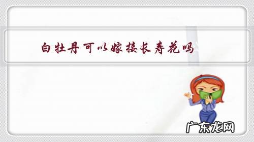 白牡丹可以嫁接长寿花吗,如何嫁接?