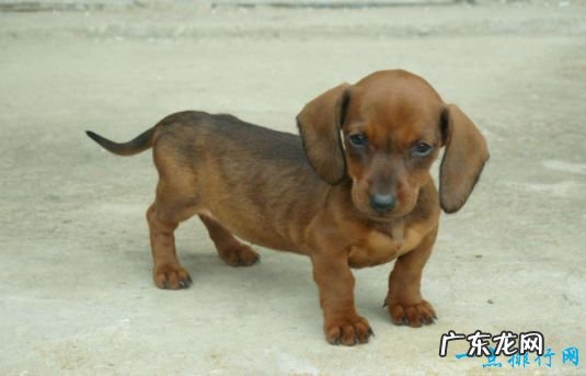 世界上最小的狗看看袖珍狗狗