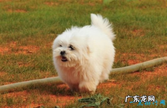 世界上最小的狗看看袖珍狗狗