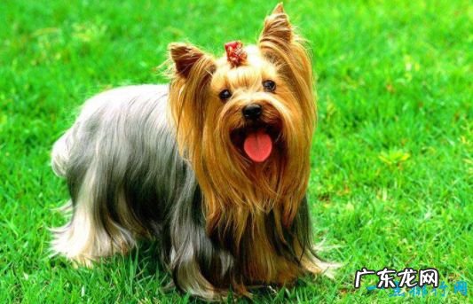 世界上最小的狗看看袖珍狗狗