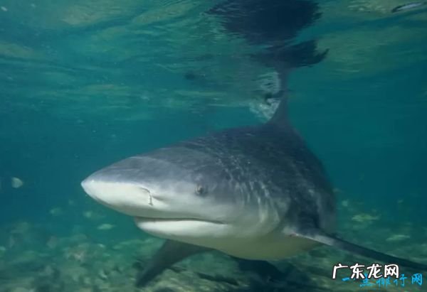 世界十大最致命的鱼类 大白鲨仅排第四!