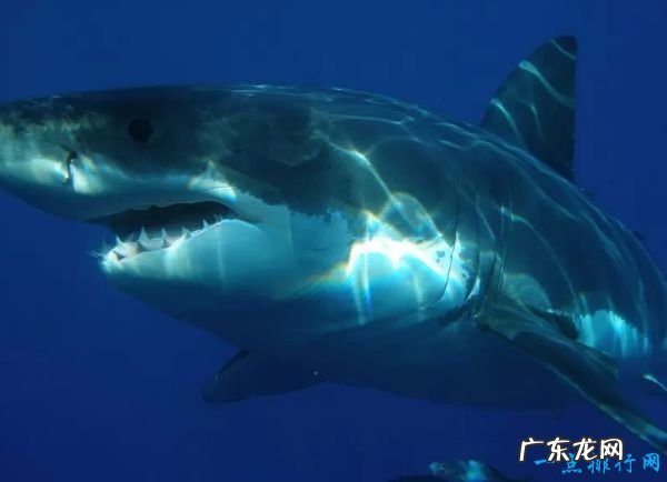 世界十大最致命的鱼类 大白鲨仅排第四!