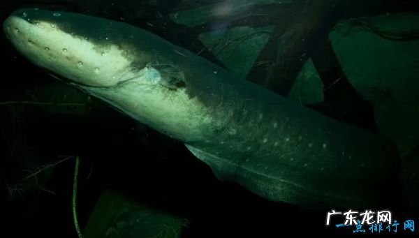 世界十大最致命的鱼类 大白鲨仅排第四!