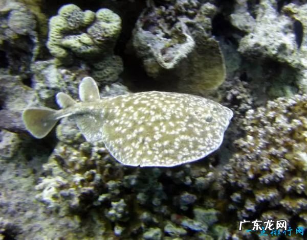 世界十大最致命的鱼类 大白鲨仅排第四!