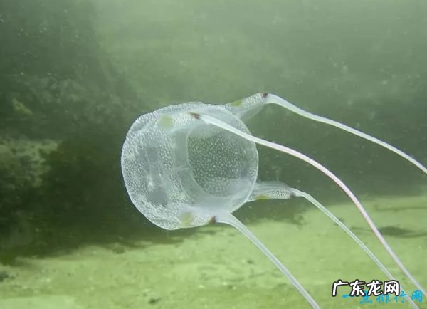 世界十大最致命的鱼类 大白鲨仅排第四!