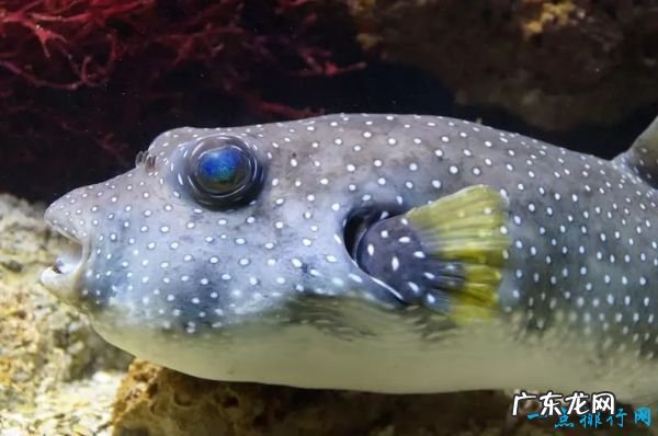 世界十大最致命的鱼类 大白鲨仅排第四!