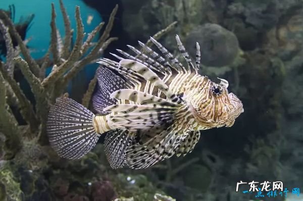 世界十大最致命的鱼类 大白鲨仅排第四!