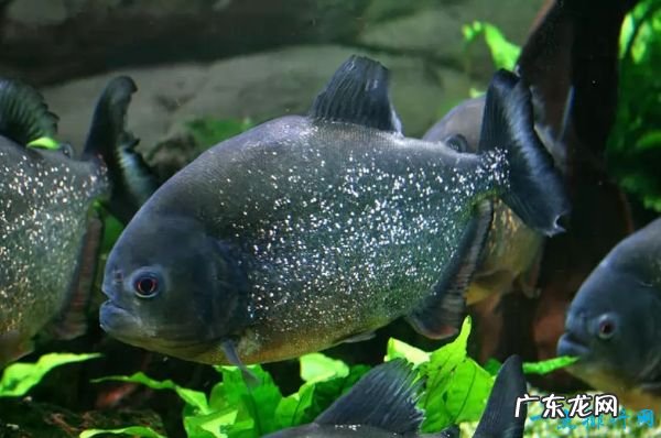 世界十大最致命的鱼类 大白鲨仅排第四!