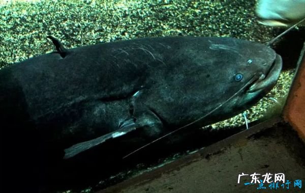 世界十大最致命的鱼类 大白鲨仅排第四!