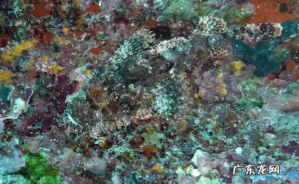 世界十大最致命的鱼类 大白鲨仅排第四!