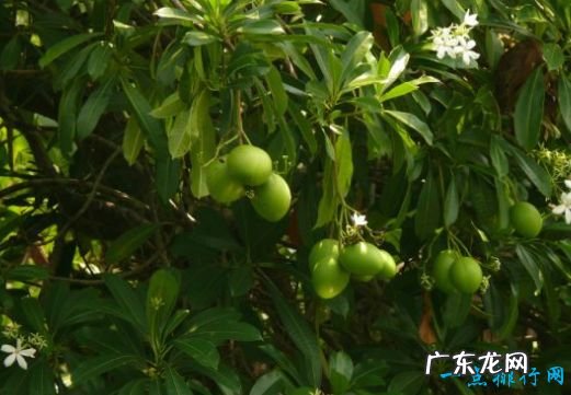 全球10大致命毒物一滴“VX”就足以要命!