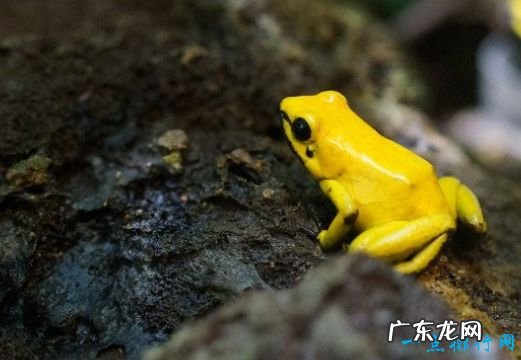 全球10大致命毒物一滴“VX”就足以要命!