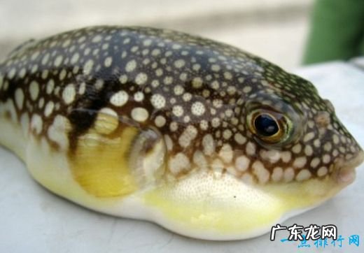 全球10大致命毒物一滴“VX”就足以要命!