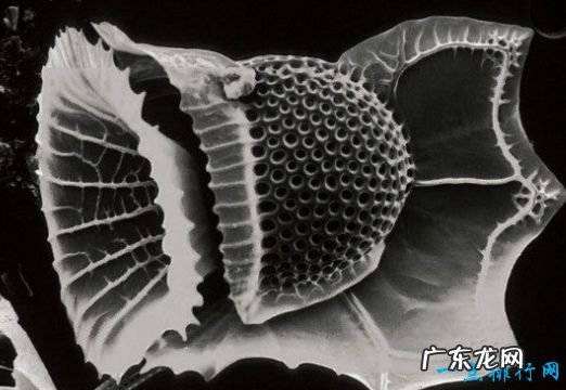 全球10大致命毒物一滴“VX”就足以要命!