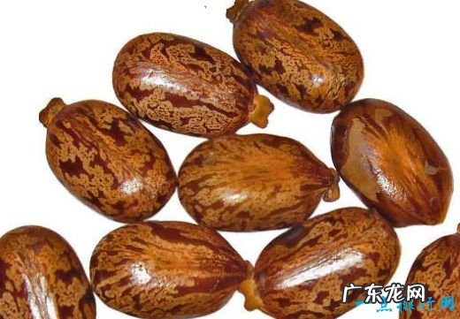 全球10大致命毒物一滴“VX”就足以要命!