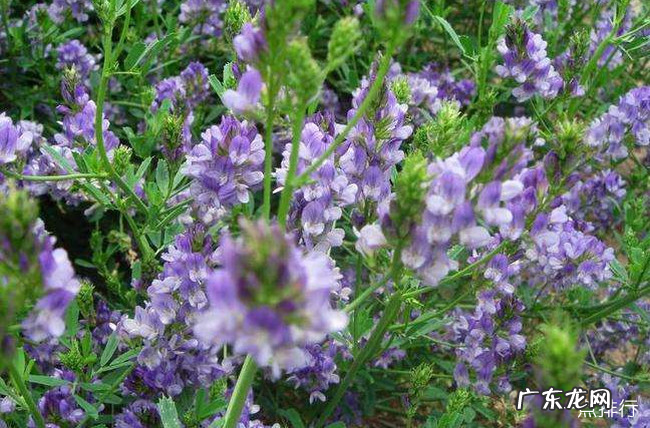 牧草品种大全 中国最好的十大牧草