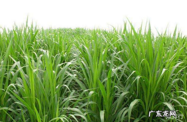 牧草品种大全 中国最好的十大牧草