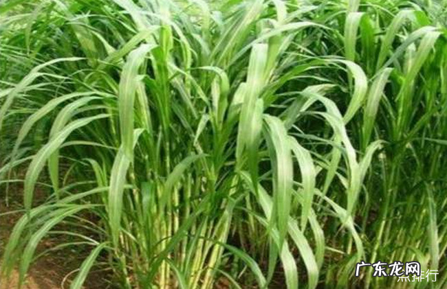 牧草品种大全 中国最好的十大牧草