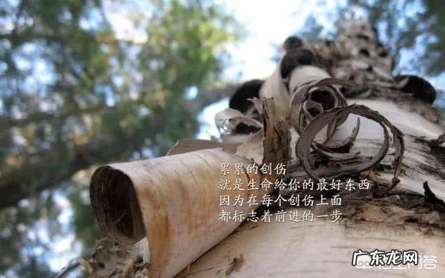 有哪些比较犀利现实的句子?