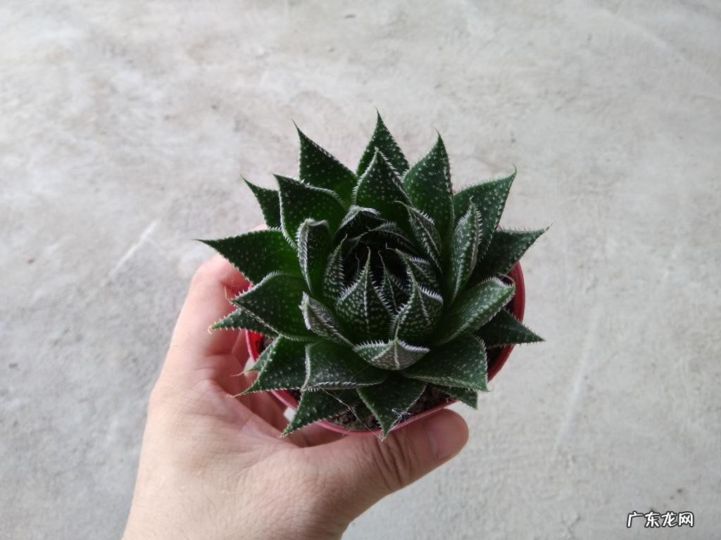 波露多肉养殖方法