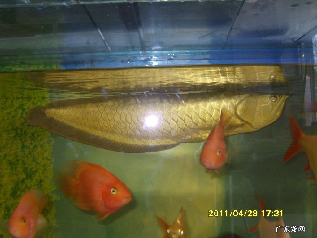 招财鱼打架怎么处理