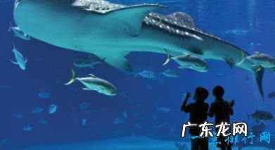 世界最大的水族馆排行前十名上海海洋水族馆排倒三
