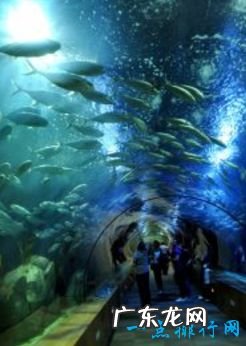 世界最大的水族馆排行前十名上海海洋水族馆排倒三